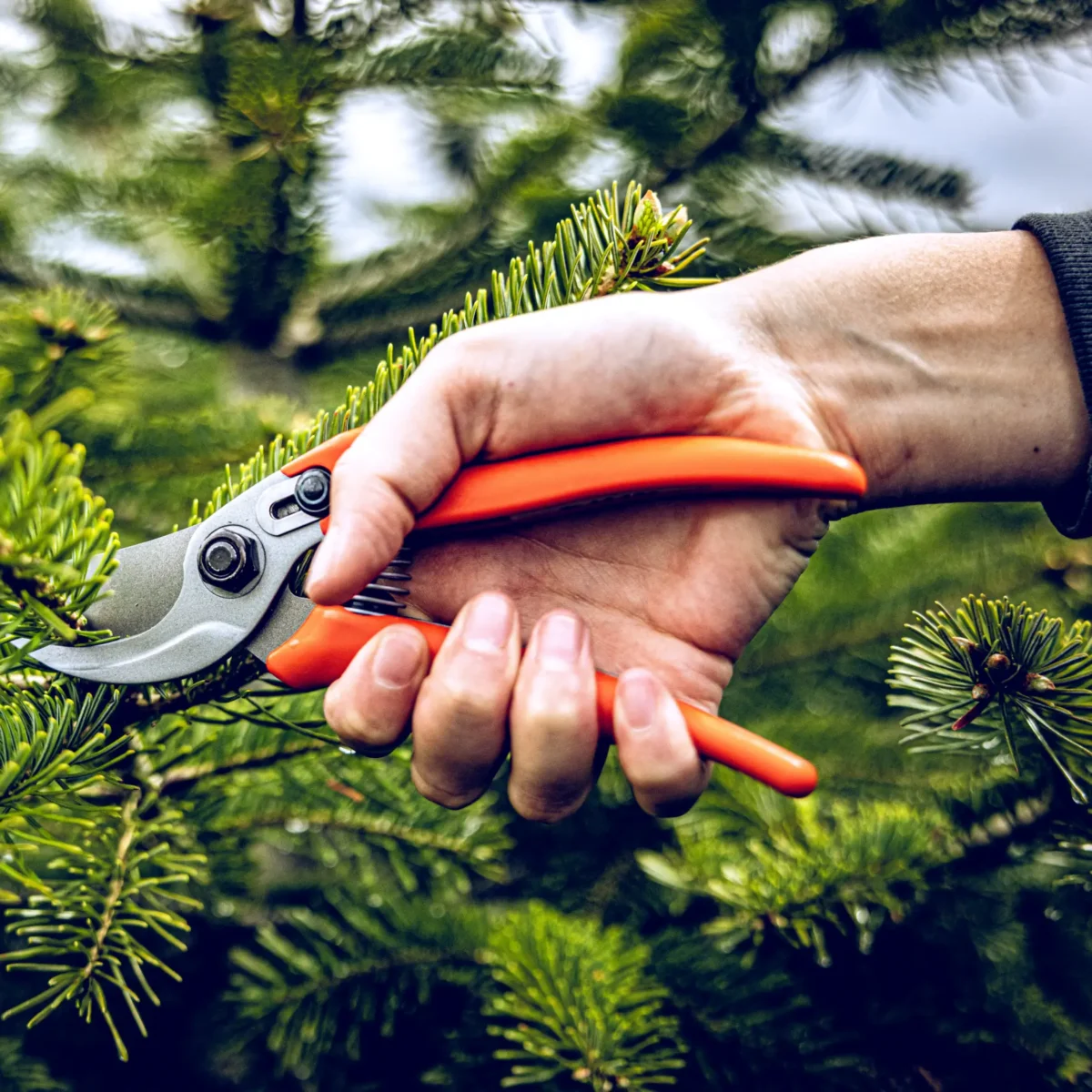 Sécateur Löwe 14.104 Economic Clean Cut