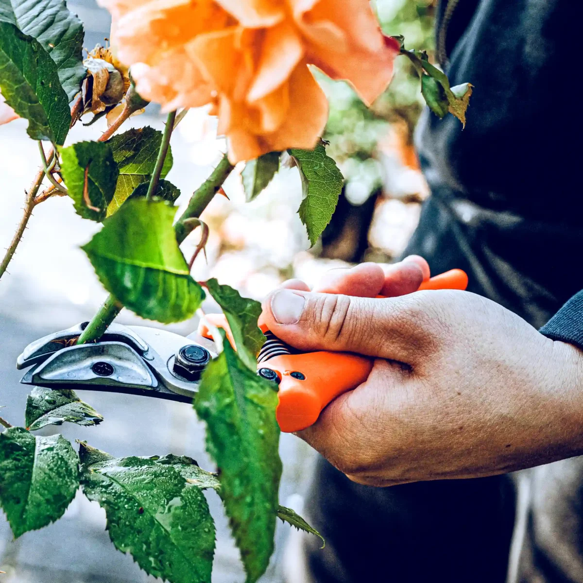 Original Löwe Ciseaux de présentation pour roses